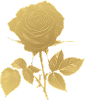 Black rose
