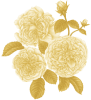 Rose centifolia