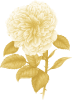 Rose de mai