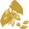 Elemi