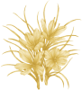 Saffron