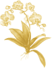 Orchid