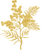 Mimosa