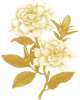 Gardenia