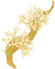 Oak moss