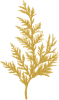 Cypress