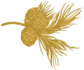 Cedar