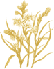 Tuberose