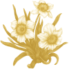Narcissus