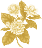 Jasmine sambac