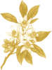 Neroli