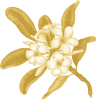 Frangipani