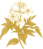 Jasmine