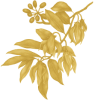 Ylang-ylang