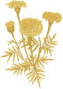 Marigold