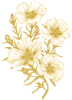 Labdanum