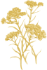 Immortelle