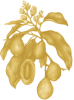 Tonka beans