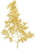 Cistus