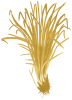 Vetiver