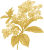 Heliotrope