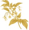 Styrax