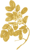 Guaiac tree