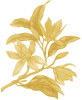 Champaca
