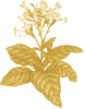 Tobacco